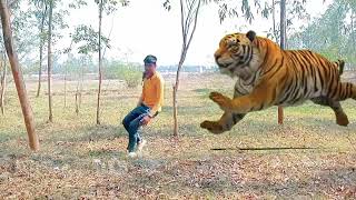 tiger attack#tiger attack#viralvideo