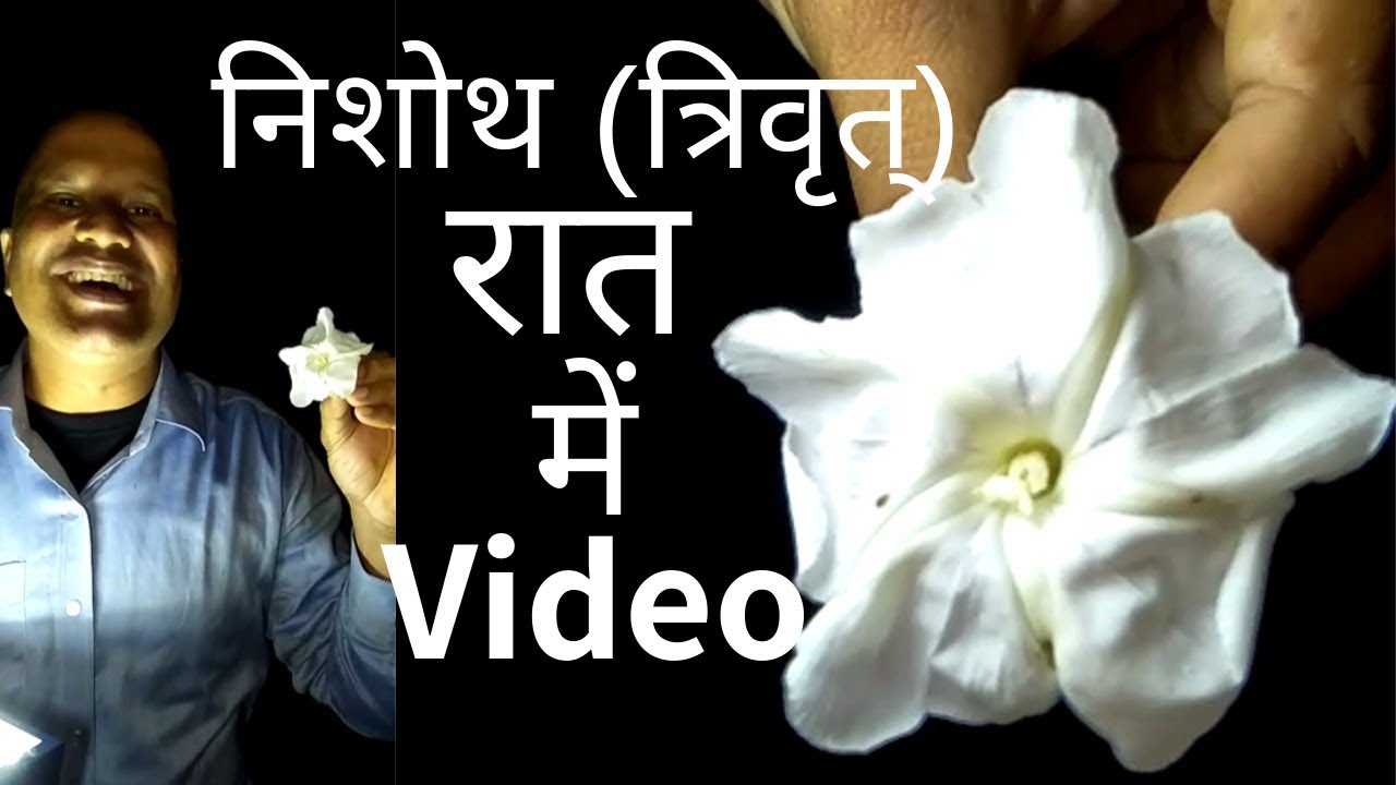 सफेद निशोथ (त्रिवृत्) रात में वीडियो │ Ipomoea Turpethum, Operculina Turpethum By Vishal Sathye