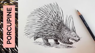 Want to draw a PORCUPINE?