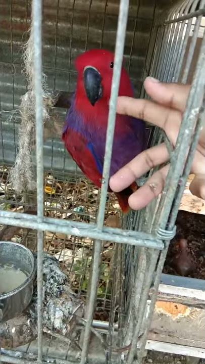 Penangkaran burung nuri bayan, umur Lima hri