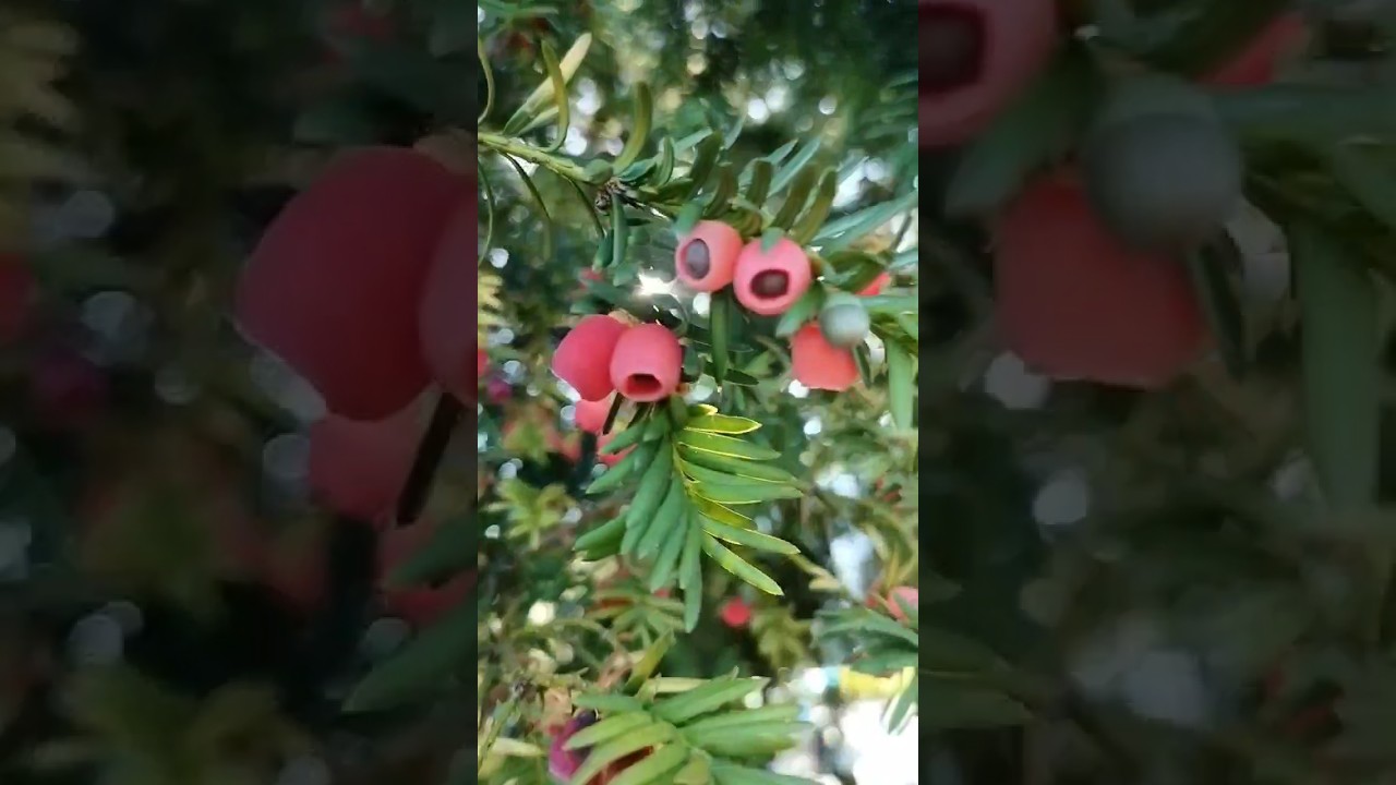 Taxus Fruit Don't forget to spit out the seed 🙋‍♂️ because it's poisonous 