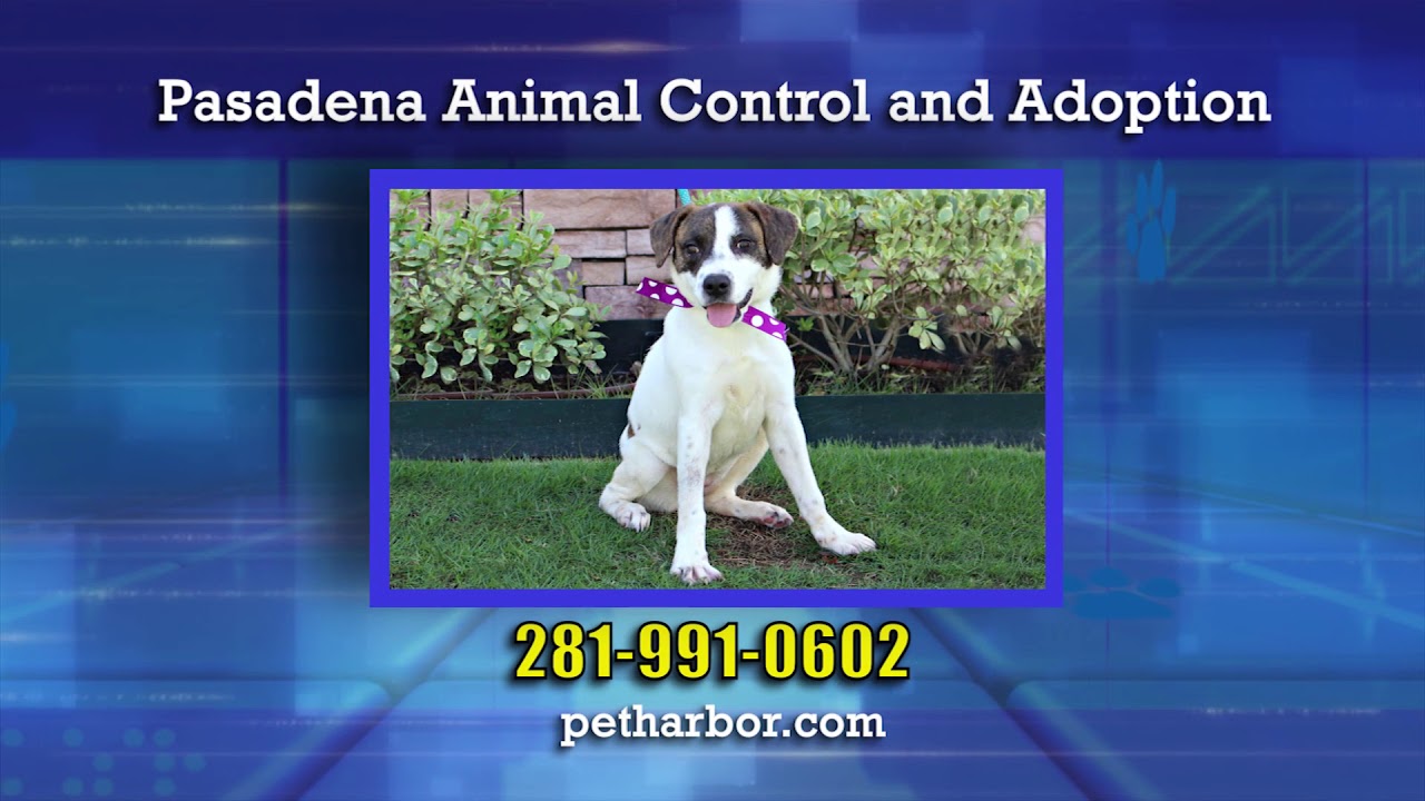 weather channel pasadena md Adopt A Pet 1132