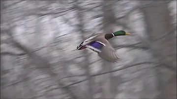 Est-ce que les canards volent ?