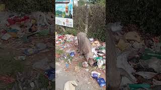 pig feeding views. jothi nagar d colony.pollachi.