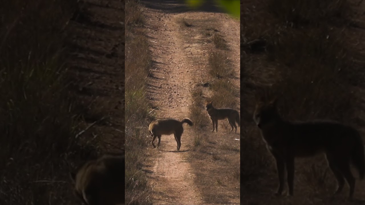 Walk in to the Wild and Enjoy the Wildlife! #shorts #wildlifephotography #photography