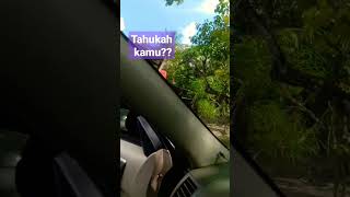 Bagaimana cara capung terbang? | durian cokelat #shorts #learning #capung