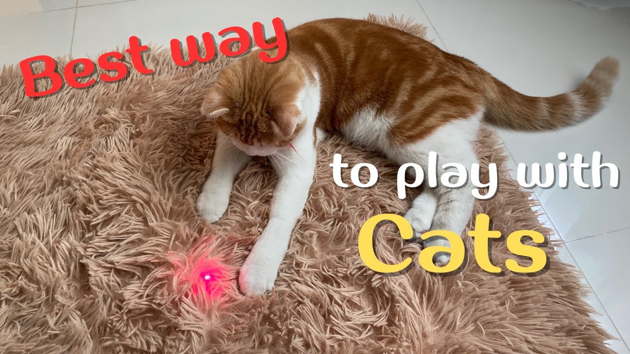 Best way to play with cats ! Cat Playing Laser in Slow Motion
