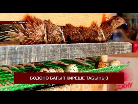 Video: Браконерсиз жумуртканы кантип жасаса болот
