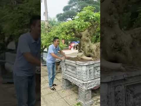 Video Cây Sung gia truyền | Gã Đầu Bạc - Vua Tùng - youtube