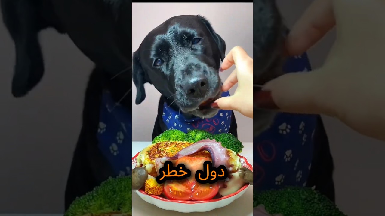 5 أخطاء خطيرة يجب تجنبها لحماية كلبك!