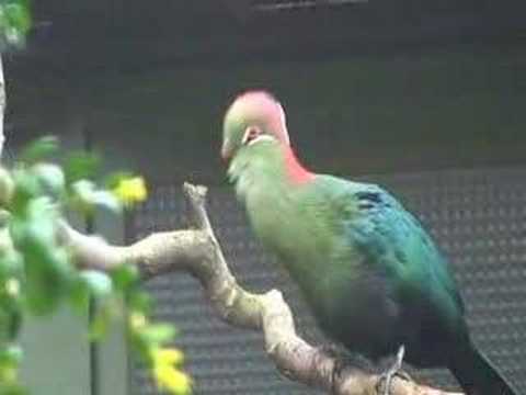 Fischer's turaco