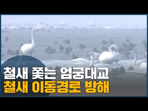 철새 쫓는 <strong>엄궁대교</strong>, 철새 이동경로 방해