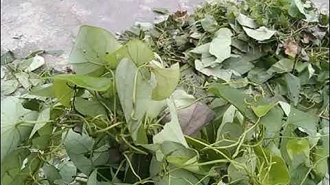 Cây lõi tiền chữa bệnh đi tiểu buốt rắt .trĩ