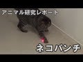 ネコにいろんなレーザーポインターの光を見せてみました Laser pointer Cat 【アニマル研究レポート】