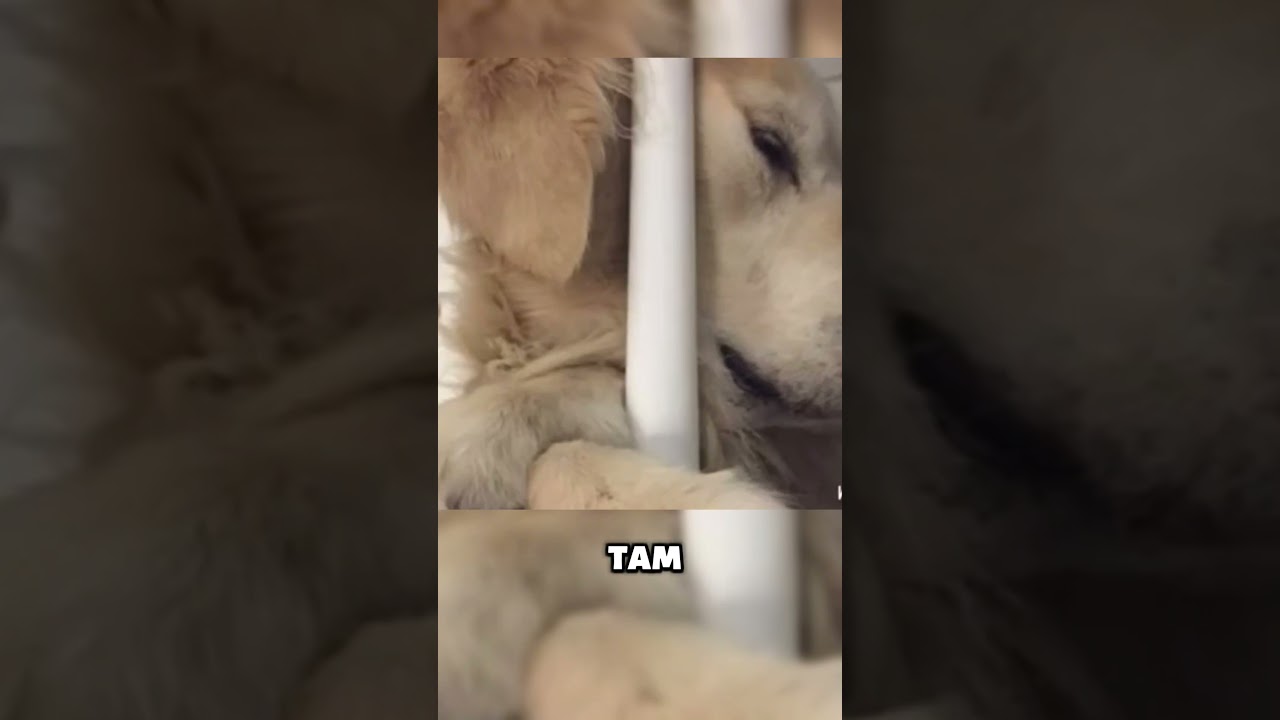 В ЧЕСТЬ СВОЕГО ЛУЧШЕГО ДРУГА 🖤