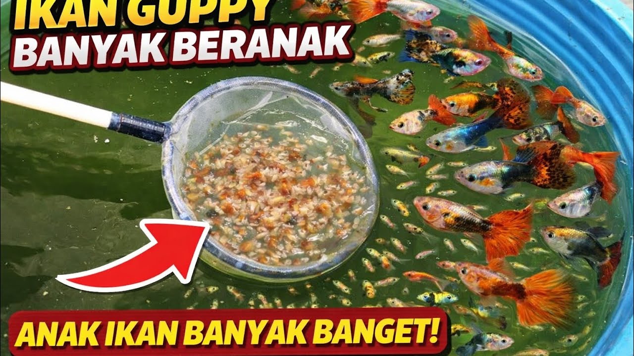 AKHIR TAHUN SEMUA IKAN GUPPY DIRUMAH BERANAK.