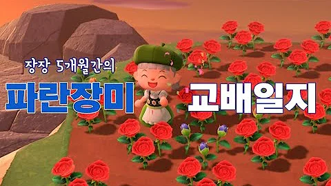 푸른장미
