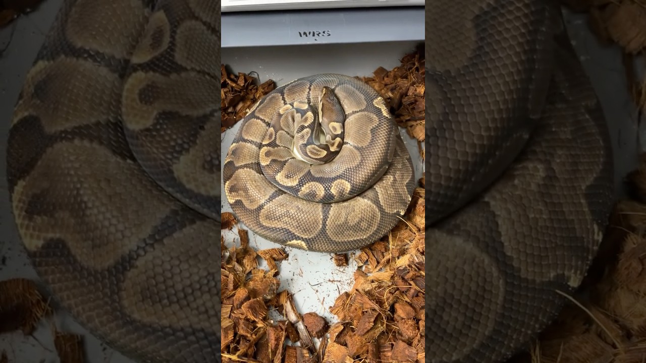 Znios 4/2025 #love #hodowlawęży #snake #pythonregius #reptiles #eggs #reptiles #ballpython #waz