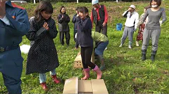 高原大根栽培体験　収穫編　田人町貝泊！