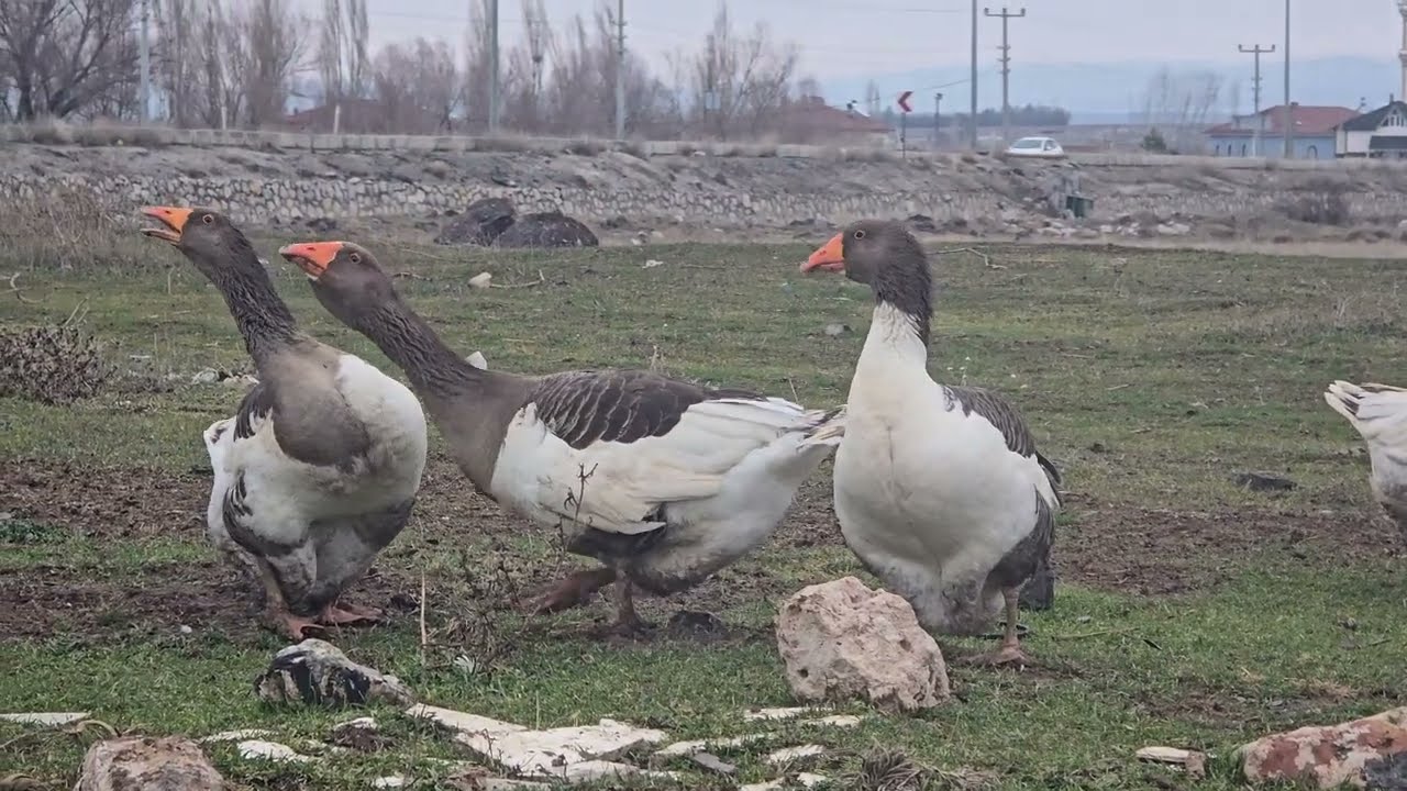 Çorum Kazları 2026 Ocak 
