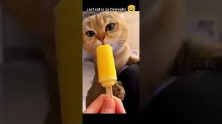 Cats funny moments #cat #cats #funnycats