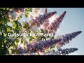 Цвіт пахучий білий Gutsulochka Band 