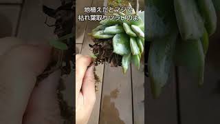 【多肉植物】2年間埋めっぱなしのスカート多肉抜いてみた^^【2022/11/20】 多肉植物 #ブルーバード #スカート多肉