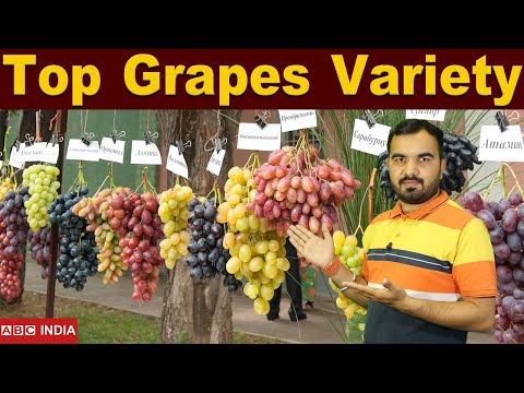 वीडियो: बगीचे के लिए अंगूर के प्रकार - अंगूर की कुछ सामान्य किस्में क्या हैं