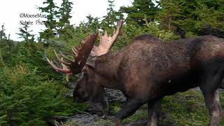 Moose Hunting with Cameras | MooseMan Video Photography Calendar screenshot 4