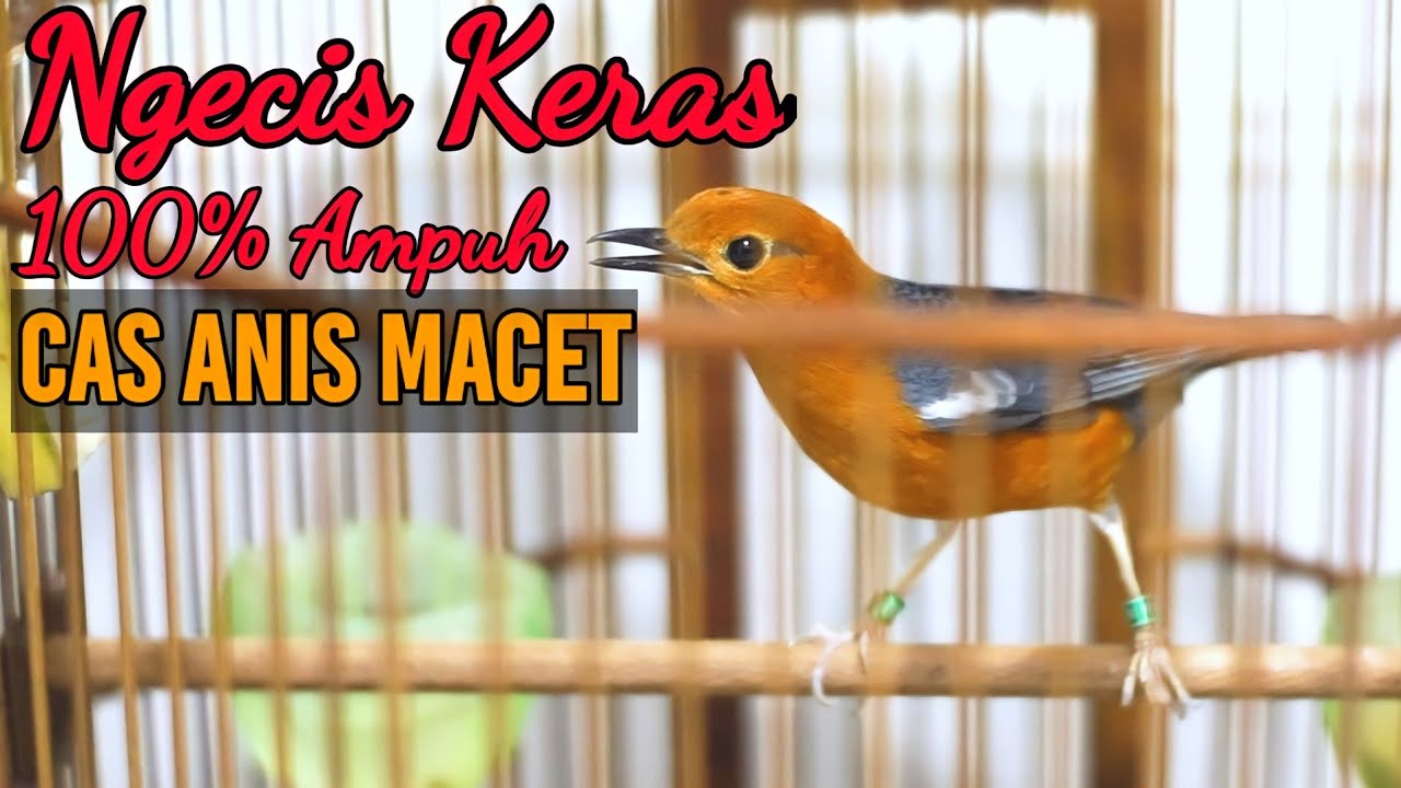 ANIS MERAH SUARA NGECIS KERAS 100% AMPUH BUAT CAS ANIS MACET BUNYI