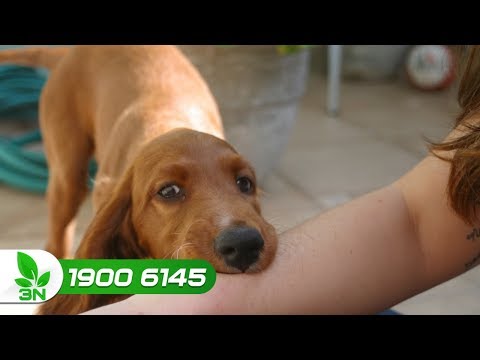 Video: Quản Lý đầy Hơi ở Chó - Chế độ ăn Kiêng để Giảm Khí Thừa ở Chó