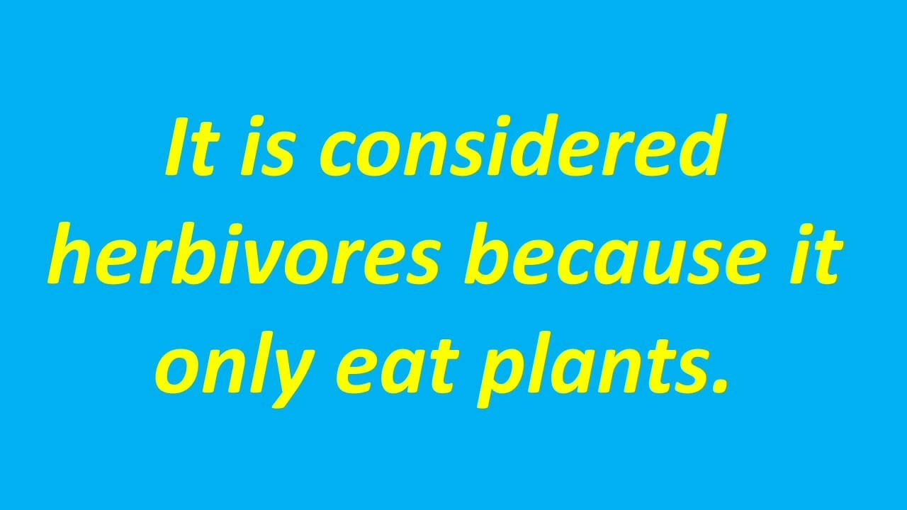 Ten lines on Porcupine/Few lines on Porcupine/Short essay on Porcupine/About Porcupine.