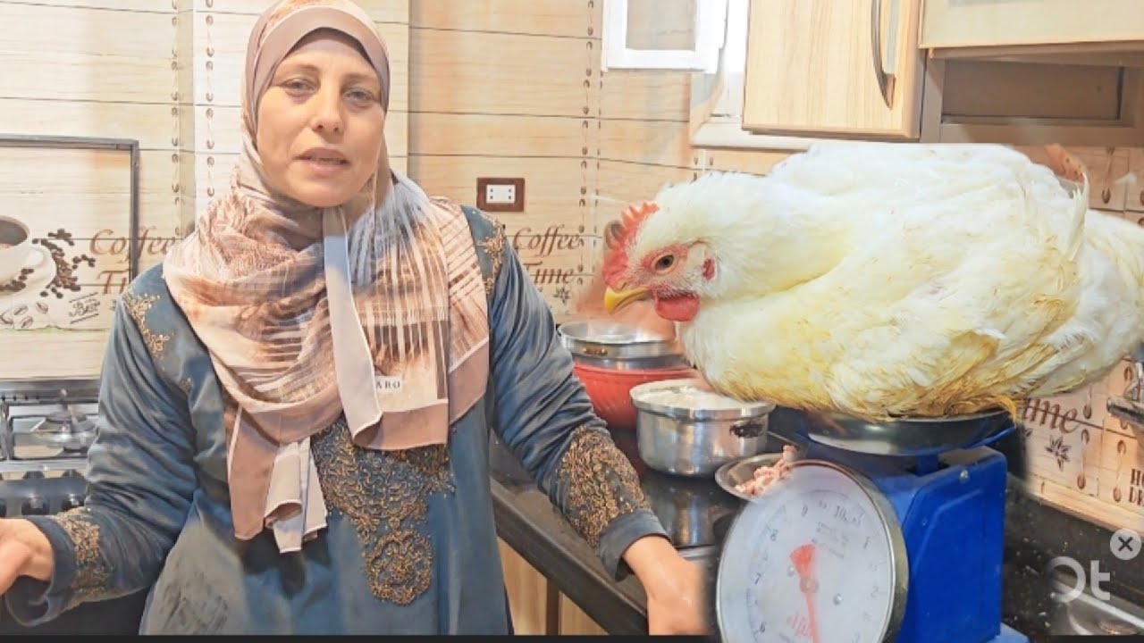 النهارده بدات بمشروعى الجديد💫 اللى كنت بتمناه من زمان 🥰تربية الفراخ البيضا بالموازين🐔 لاول مره 