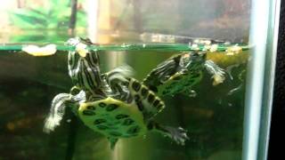 Baby Turtles Eat Shrimp