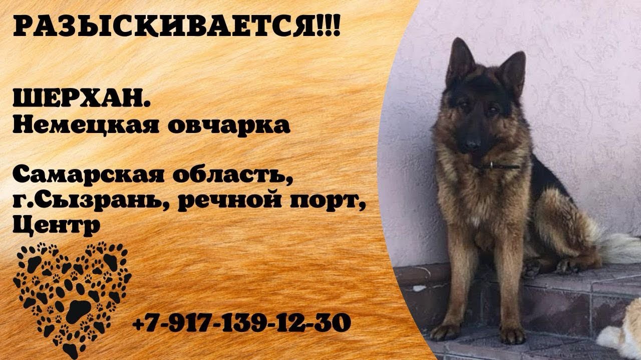 Пропала собака! ШЕРХАН. Немецкая овчарка. Самарская обл, г.Сызрань ...