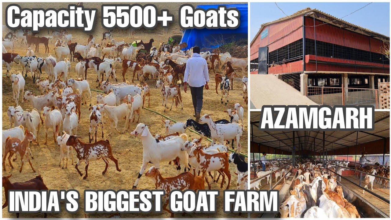 AFK Agronomics LLP Azamgarh | India's Biggest Goat Farm | Capacity 5500+ Goats
