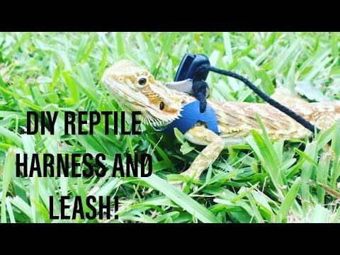 How To Make A Diy Reptile Harness Beareded Dragon Leopard Gecko You - Baby Bearded Dragon Leash Diy How To Make A Diy Reptile Harness Beareded Dragon Leopard Gecko You - Baby Bearded Dragon Leash Diy