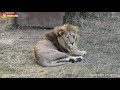 Лола, Малыш и тренировка меткости и дальности. Львы. Тайган. Lions life in Taigan.