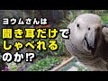 賢いヨウム。大型インコがしゃべるのは、聞き耳たててた人の会話⁉鳥がすずめについてしゃべる?