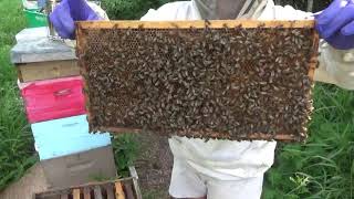 Почему разделительная решетка при медосборе ОБЯЗАТЕЛЬНА!Совет начинающему от начинающего пчеловода.