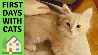 Siberian Cats arriving at their new home. 1.5 years ago - First days with small cats in our place by Dream & Diamond Cats 4,198 views 4 years ago 2 minutes, 57 seconds