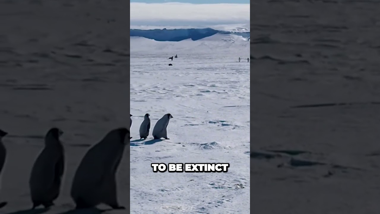 Race Against Extinction: How Changing Climate Threatens Arctic Species auf YouTube ansehen Race Against Extinction: How Changing Climate Threatens Arctic Species auf YouTube ansehen