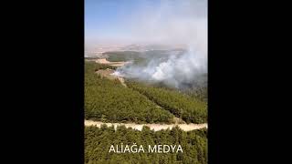 Foça’daki ormanlık alanda çıkan yangın kontrol altına alındı