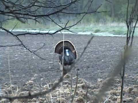 Spring Turkey Hunting