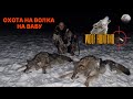 Охота на волка 🐺 в Беларуси 🇧🇾 Очередной дуплет, на вабу вышло два, двух и добыл