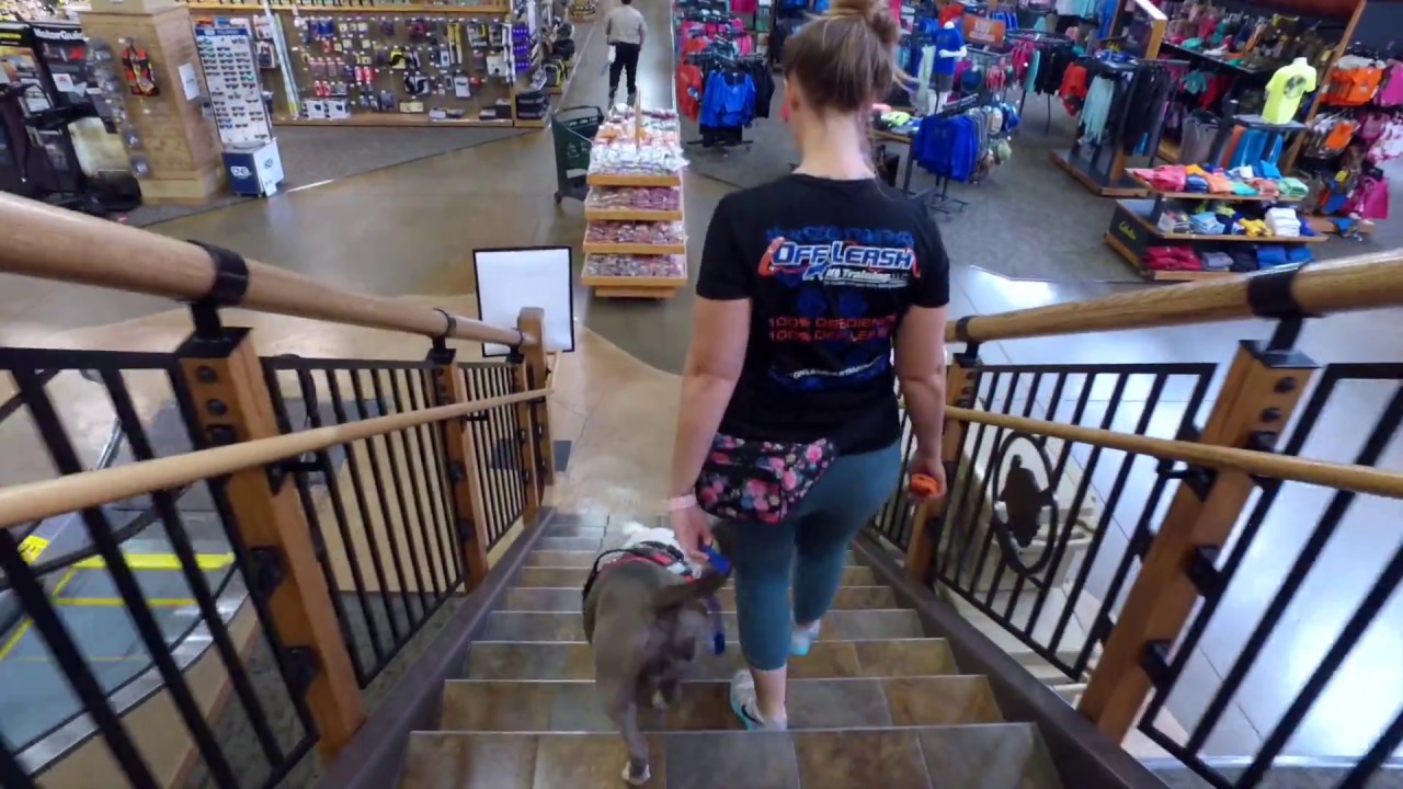 2YEAR OLD PIT BULL *** OUTLAW*** Best Dog Trainers in Arizona YouTube