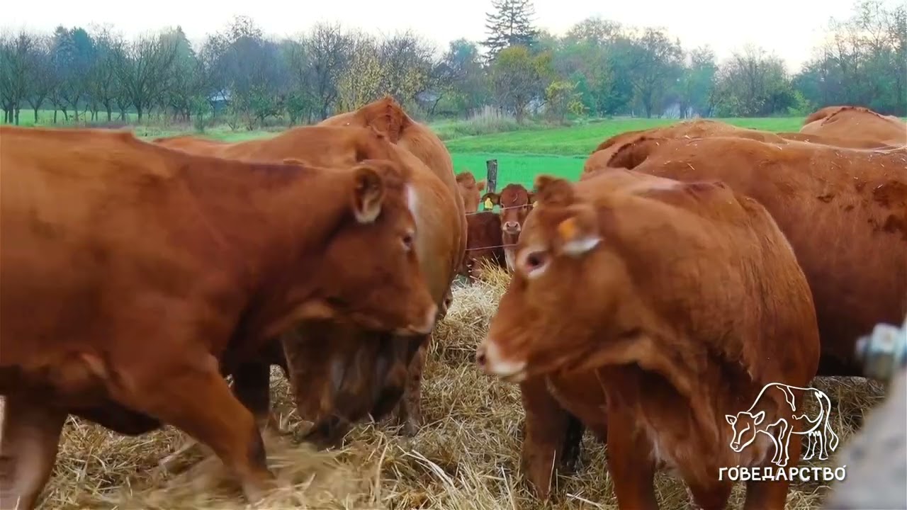 Govedarstvo ep. 16 03.07.2023. Uzgoj limuzin rase goveda