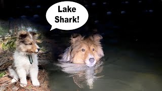 'Lake Shark!' - swimming in DARK!  Camping part 2 -Cricket Chronicles e301 by Burke BunchTV 705 views 5 months ago 10 minutes, 35 seconds