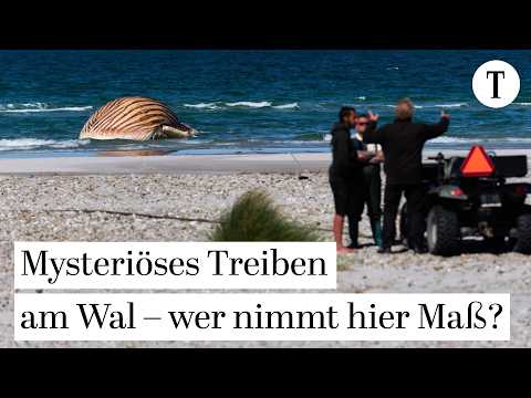 Toter Buckelwal von Unbekannten untersucht | Explosionsgefahr, Obduktion