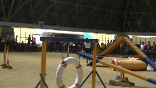 2013年3月30日京都アジリティクラブAG2@ドラハ